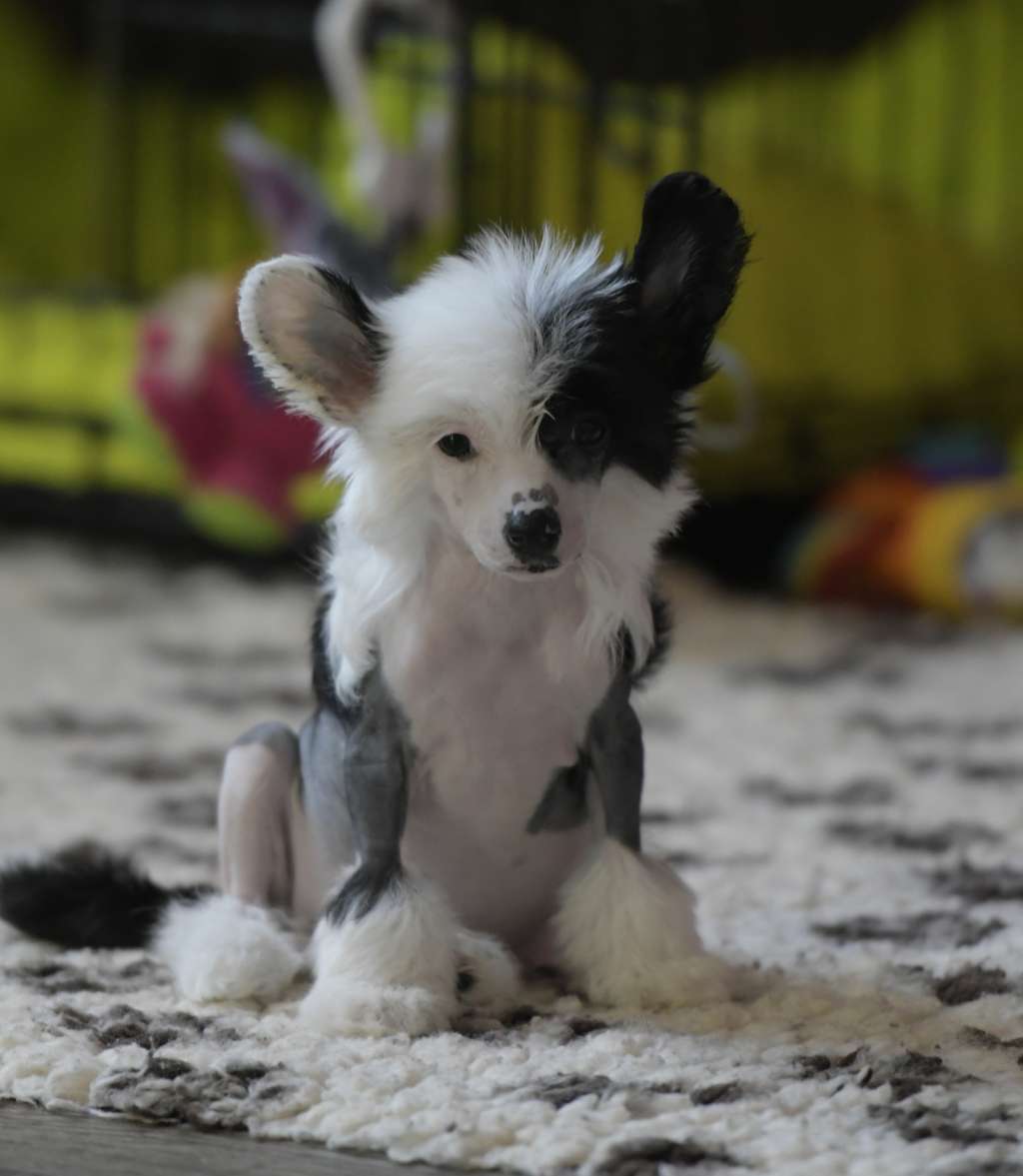 HitLine Ltd Universe in My Eyes