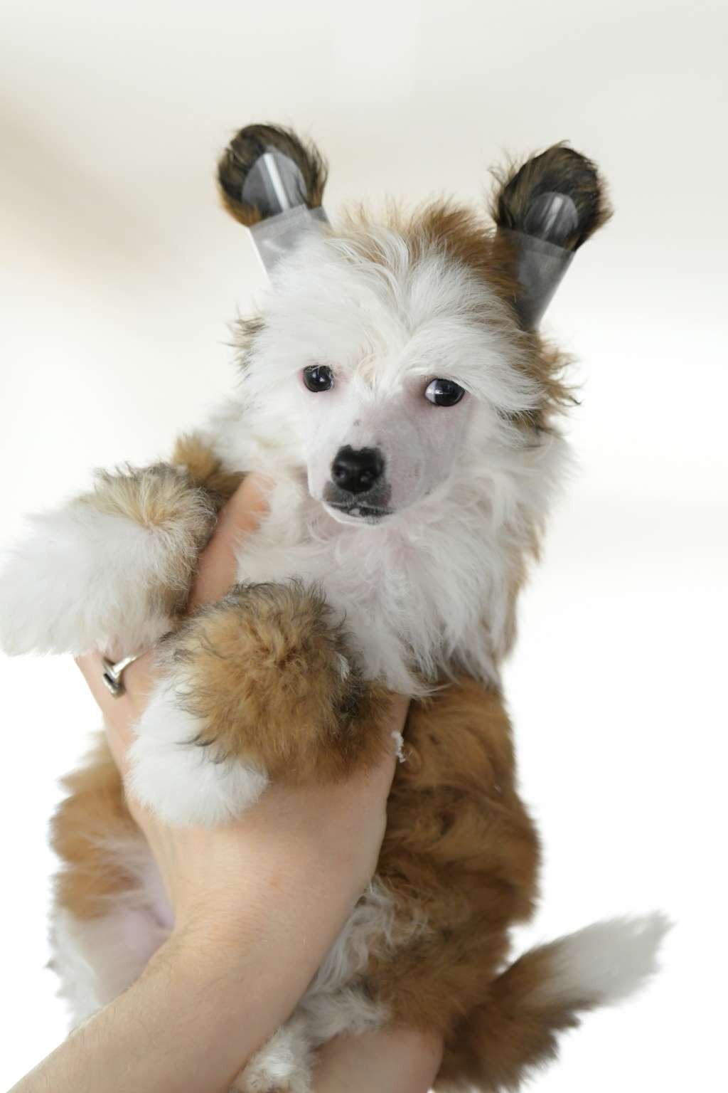 HitLine Ltd Unusual Red Firework