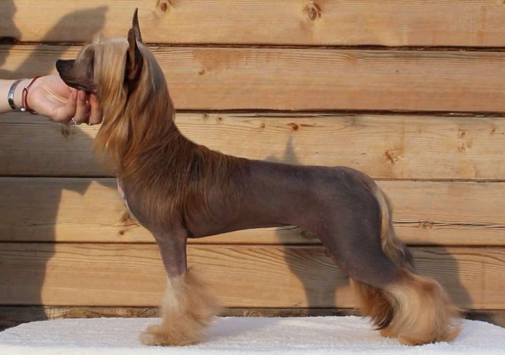 Ognenny Lotos Timbirli