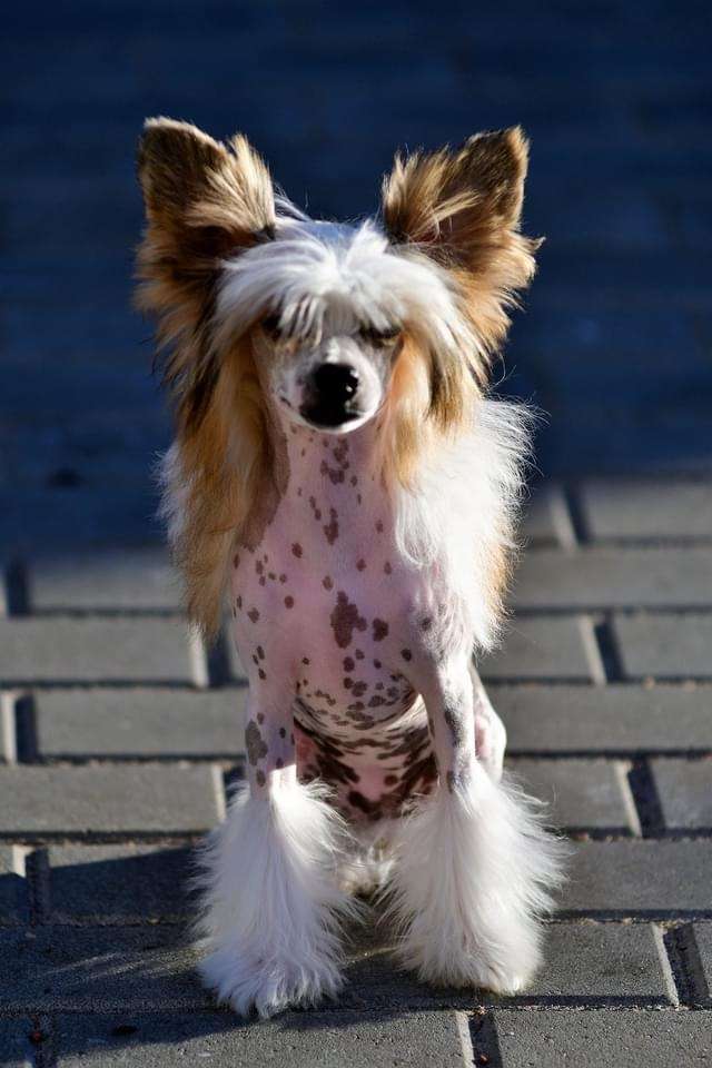 Unchained Melody Winning Smile