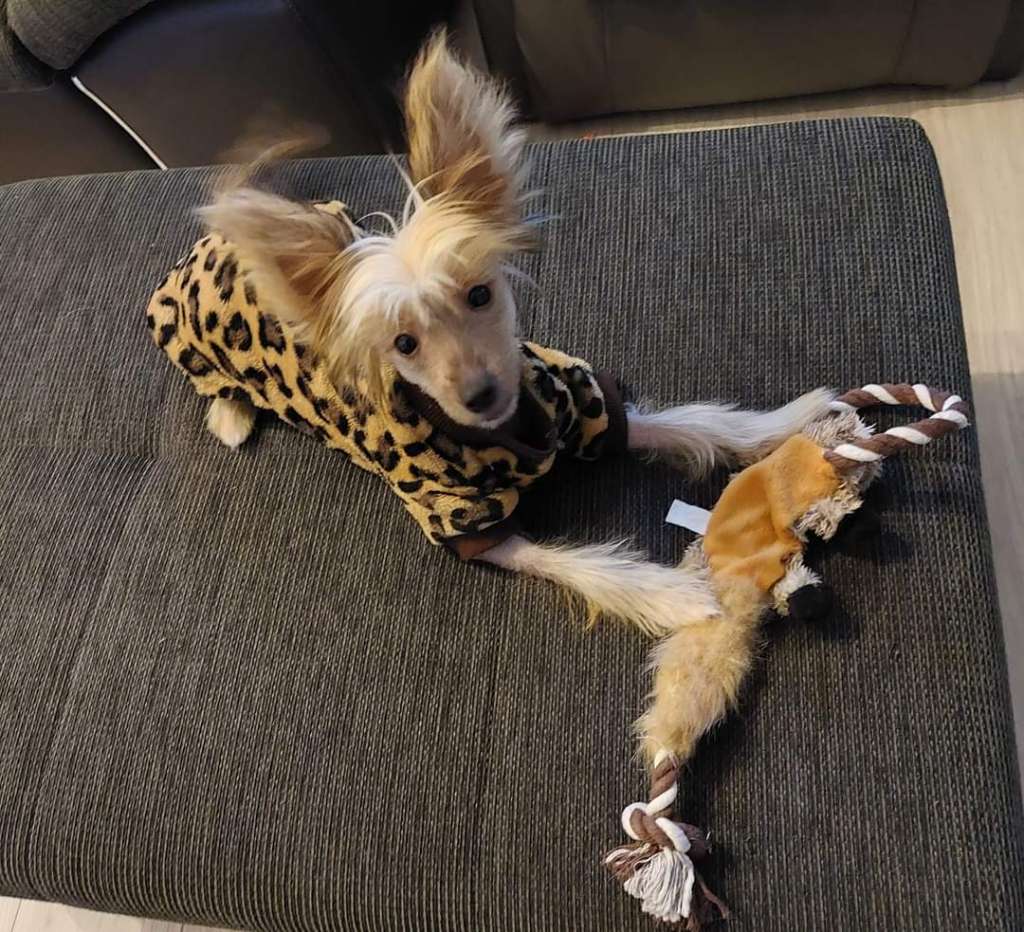 Jump for life Laminacka