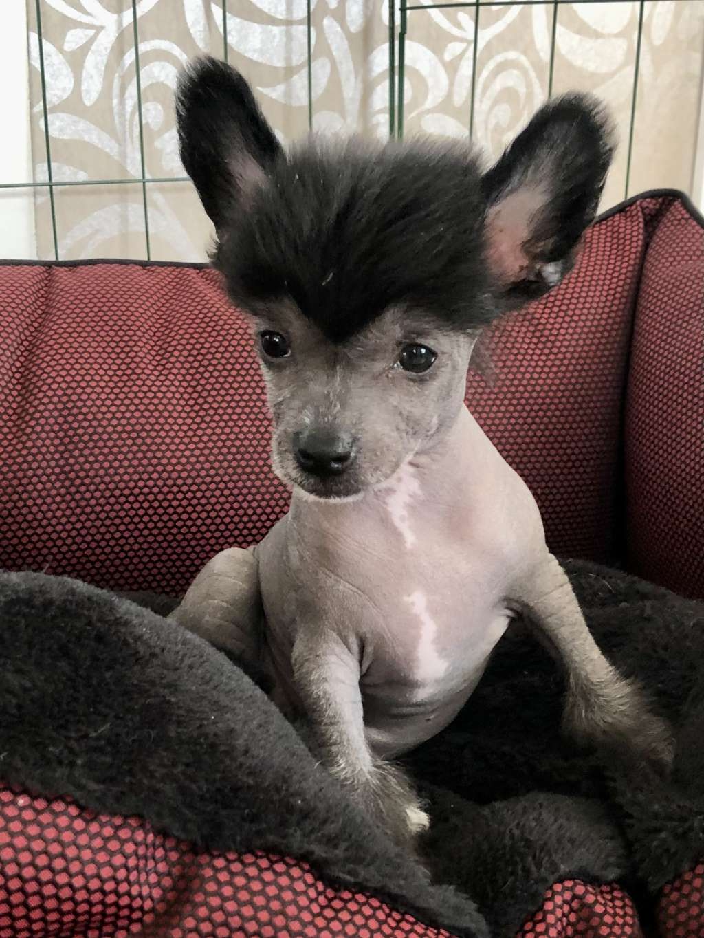 Adorable Ms Ayla by Naked Bubbles