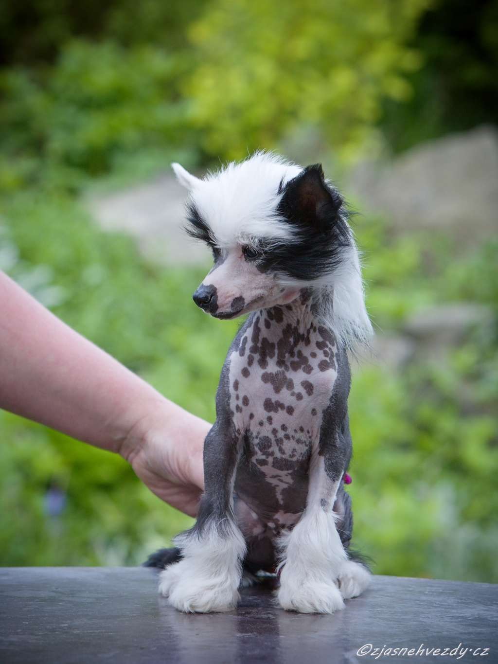 Benjamin z Jasne hvezdy