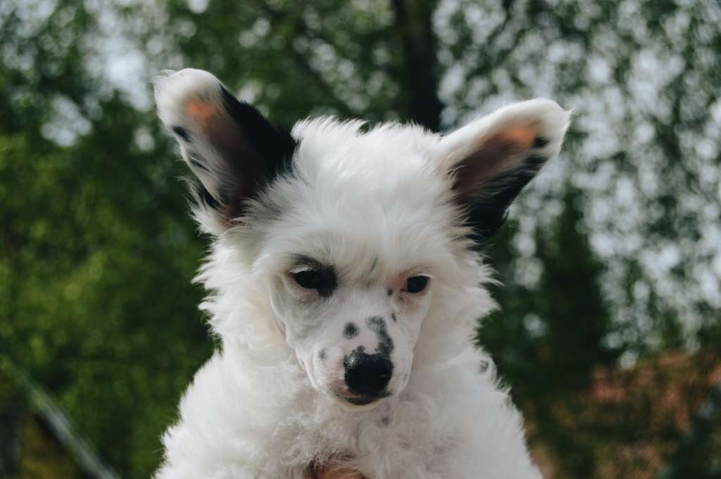 Sukansyöjän Absolut Snoop