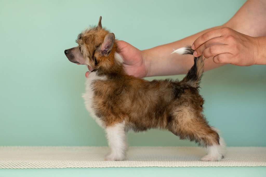 Lorita Star Temnyy Shokolad