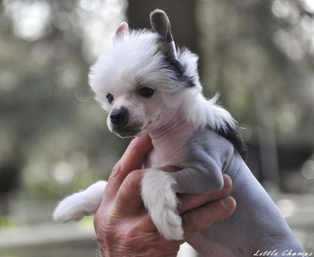 Sainte Victoire Little Champs