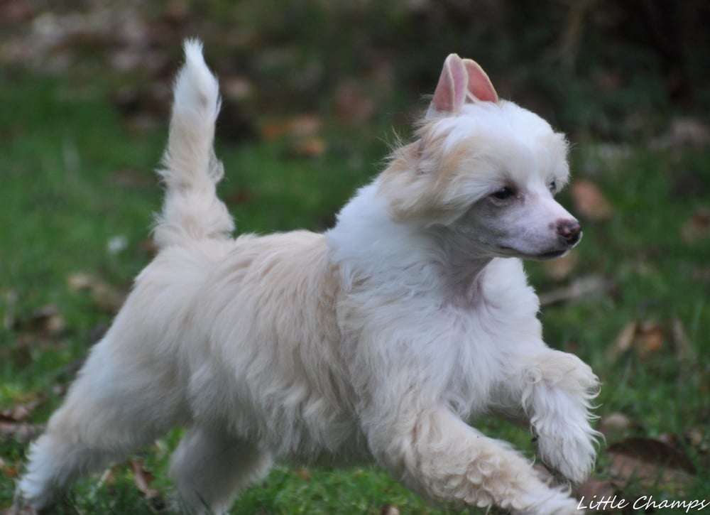 Sorry angel Little Champs