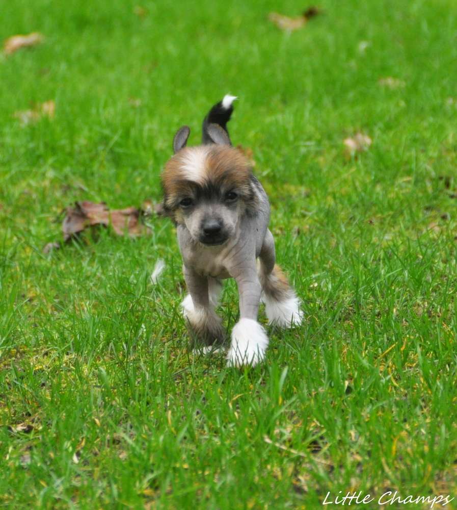 San Antonio Little Champs