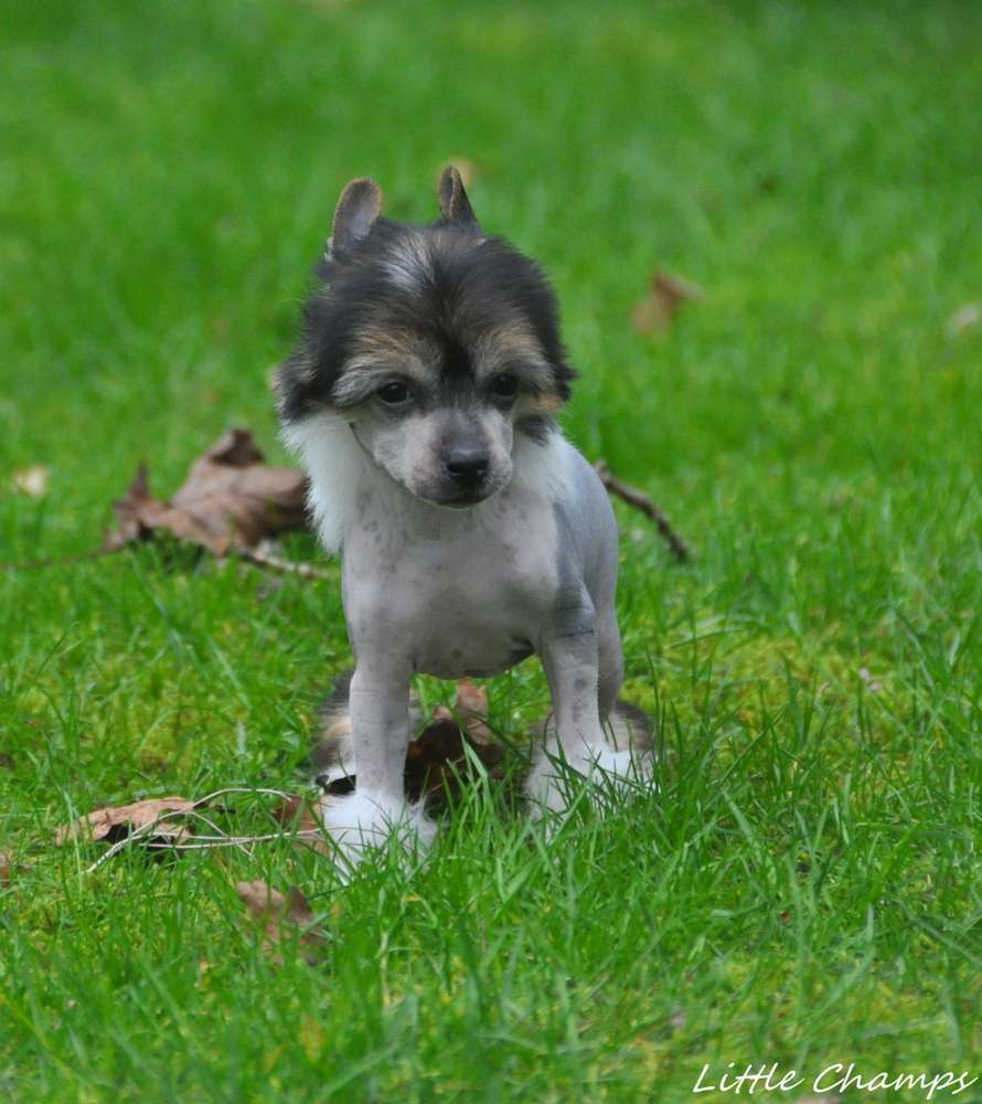 Santa Cruz Little Champs