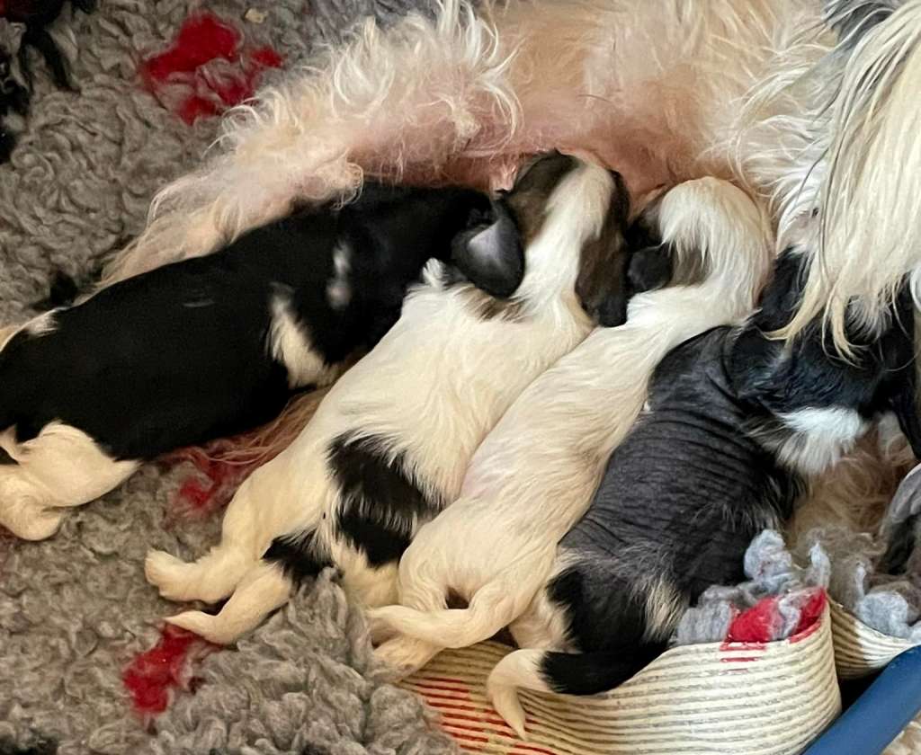 Kajo Rotaro Z Valdorfskych lesu