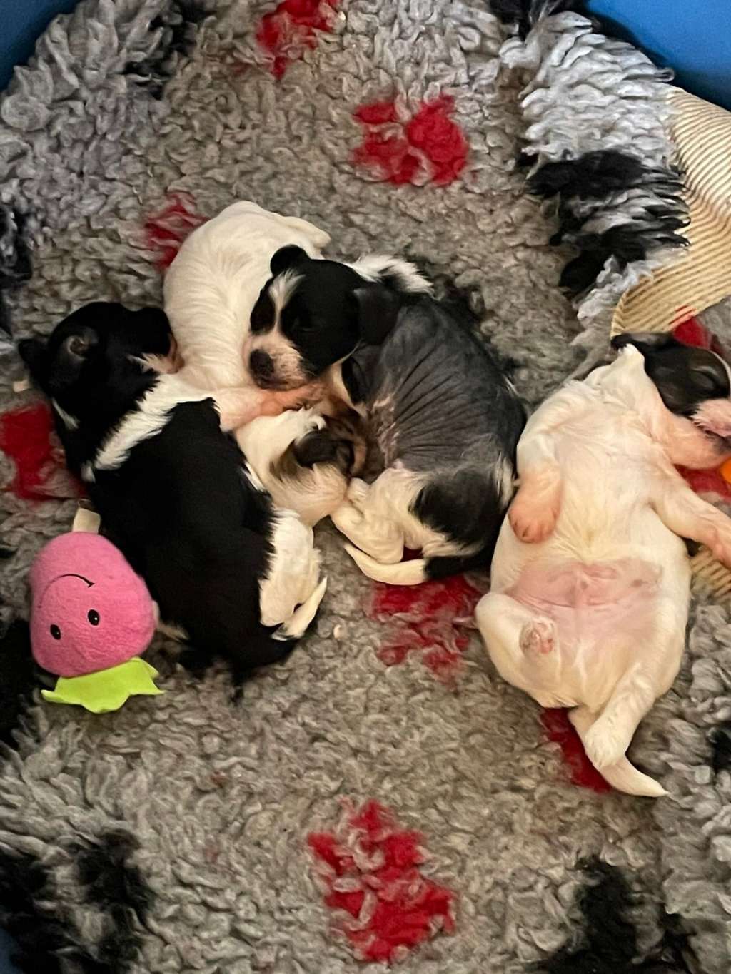 Kirby Dreamland Z Valdorfskych lesu