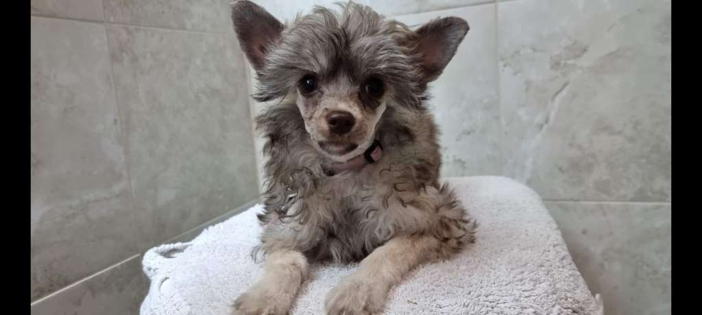 Myrnas Mignon Étoile Grand Deluxe