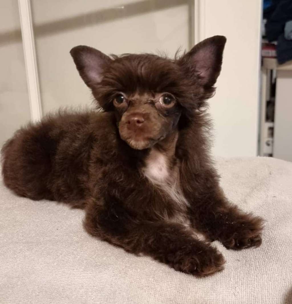 Myrnas Mignon Étoile Shine Deluxe