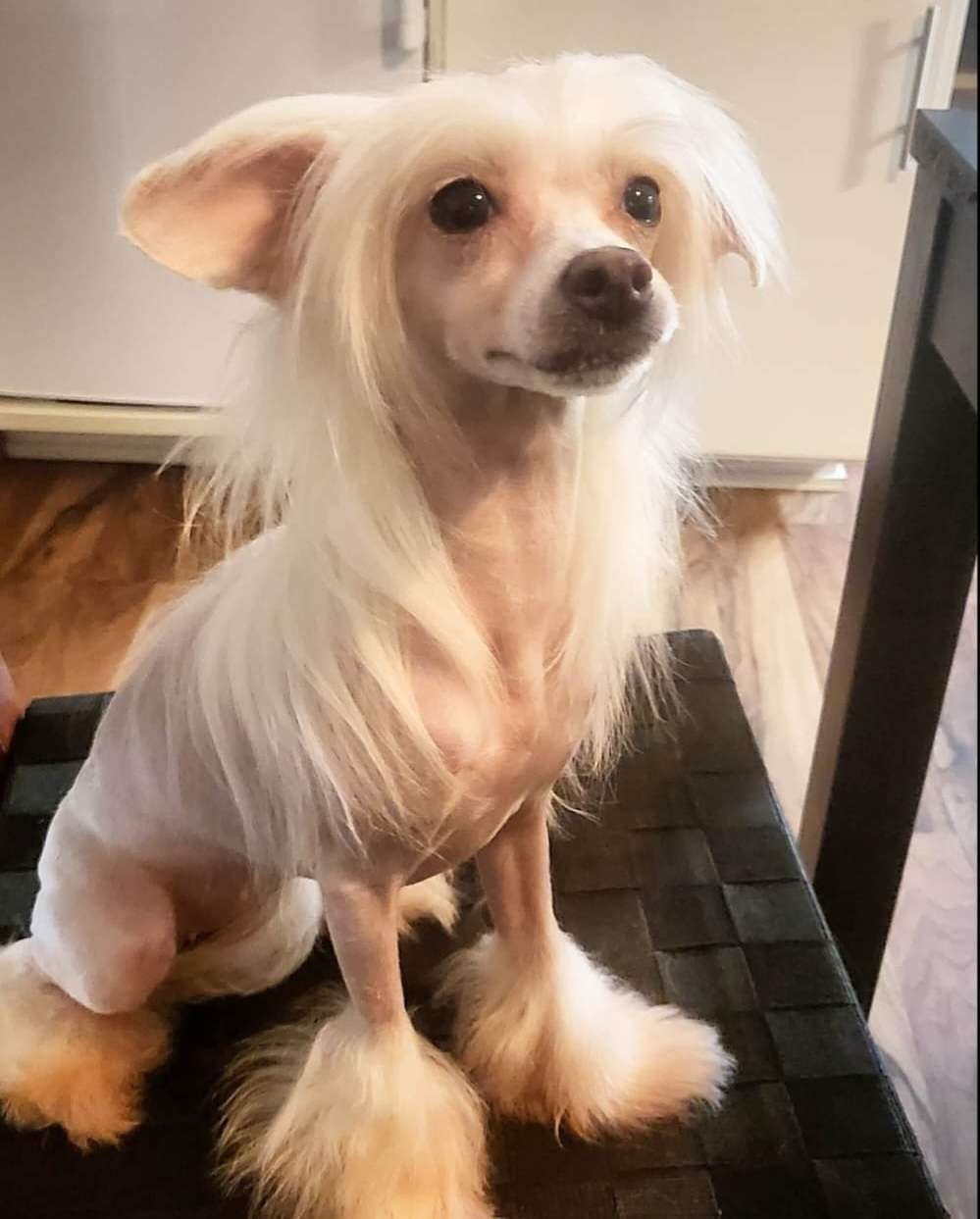 Myrnas Mignon Étoile Forever Exotic