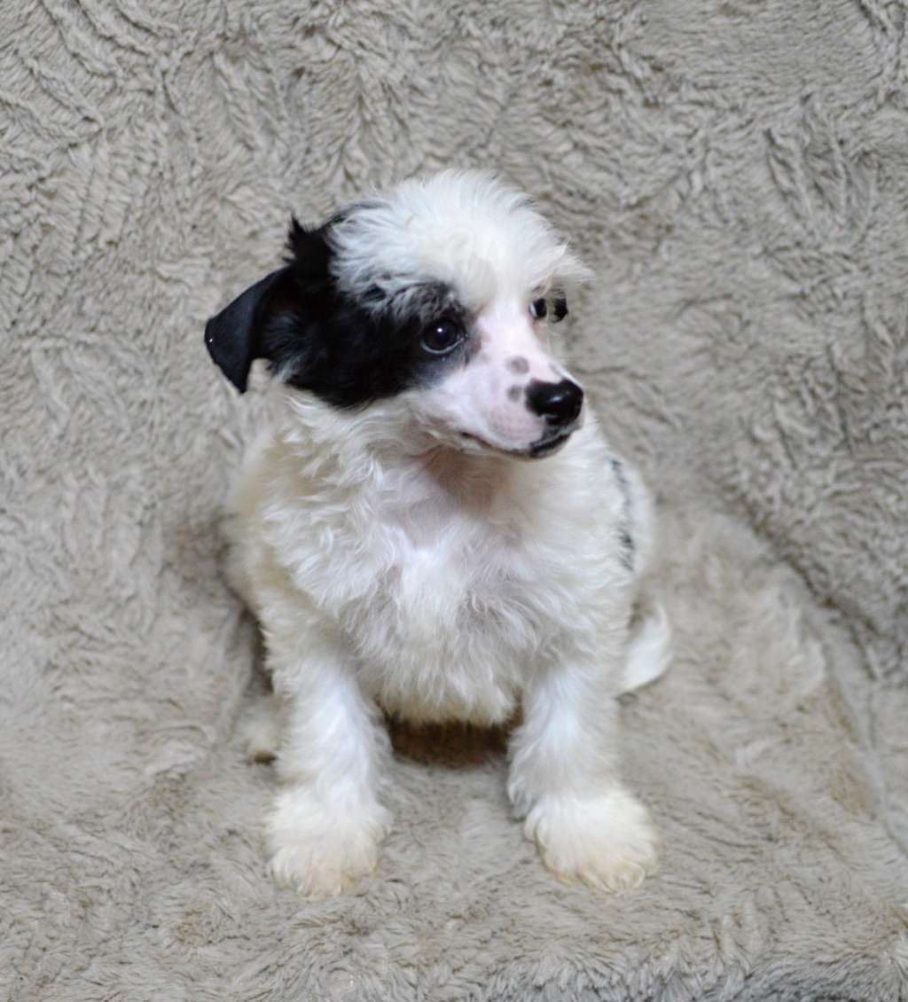 Uncle Fido z Andelovy dlane