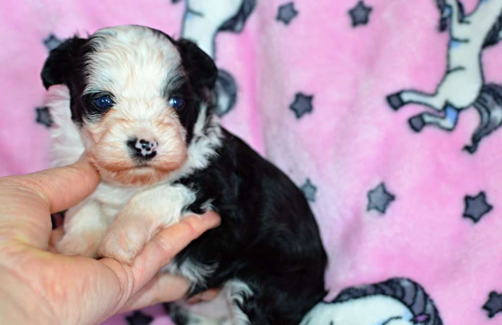 Viliam z Andelovy dlane