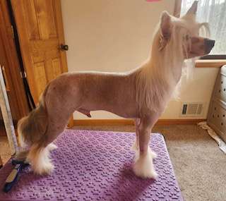 Crowned Can You Keep A Secret