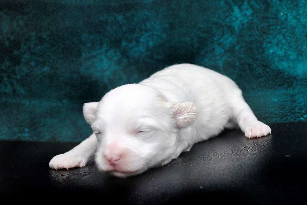 Ksolo Club Utrennyaya Rosa