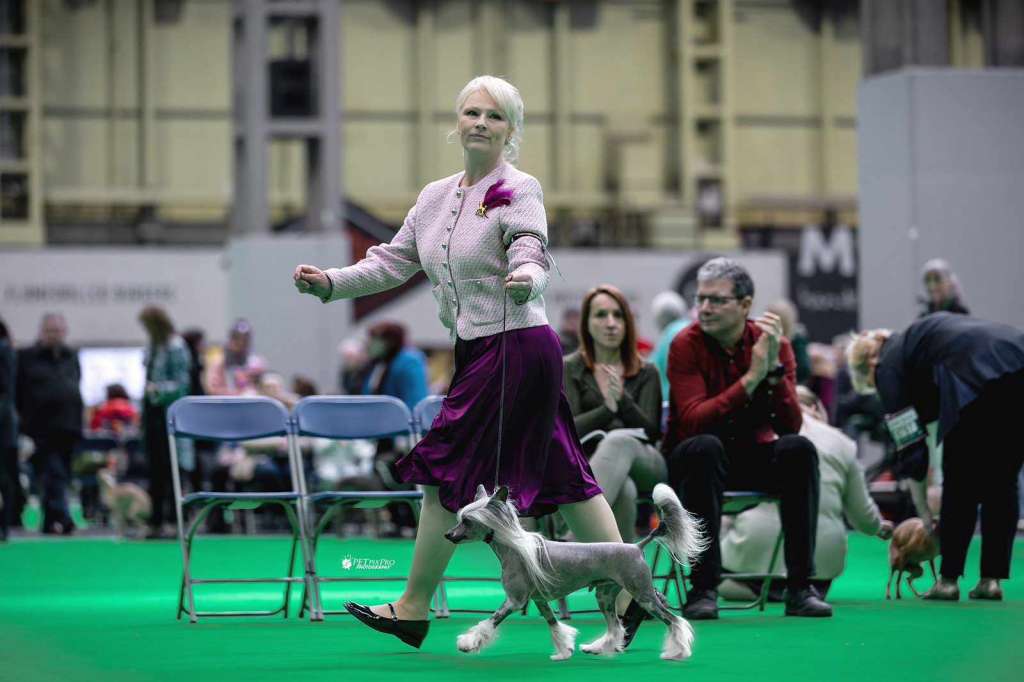 World Winner 2024.    Cc Top Exclusive Falco