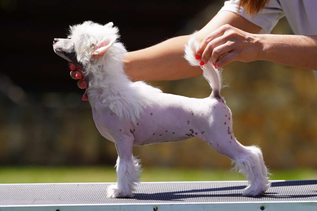 Licky Lips Once In a Lifetime