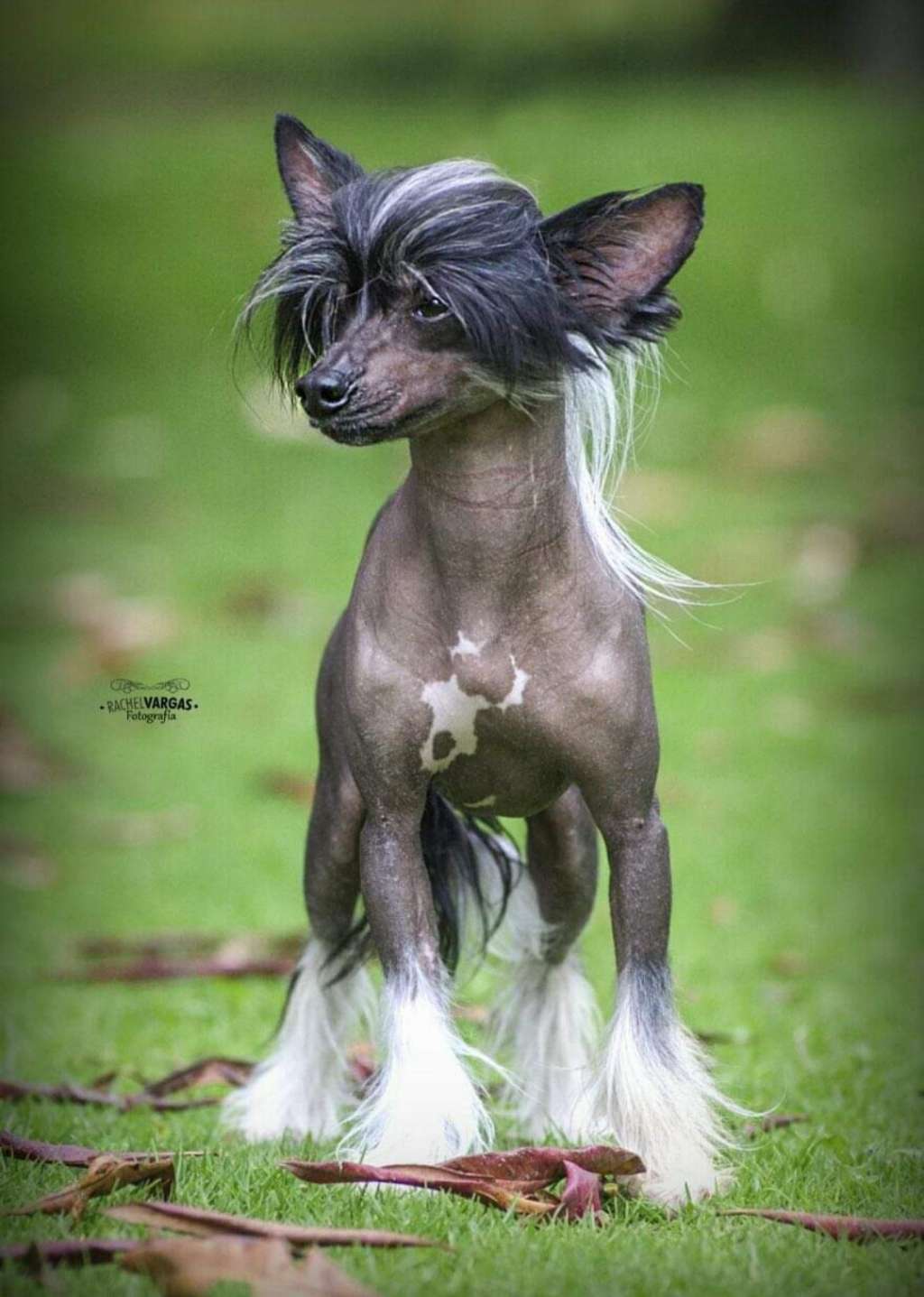 Mumor CBJ Storm Of Swords