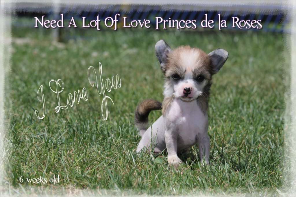 Need A Lot Of Love Princes de la Roses