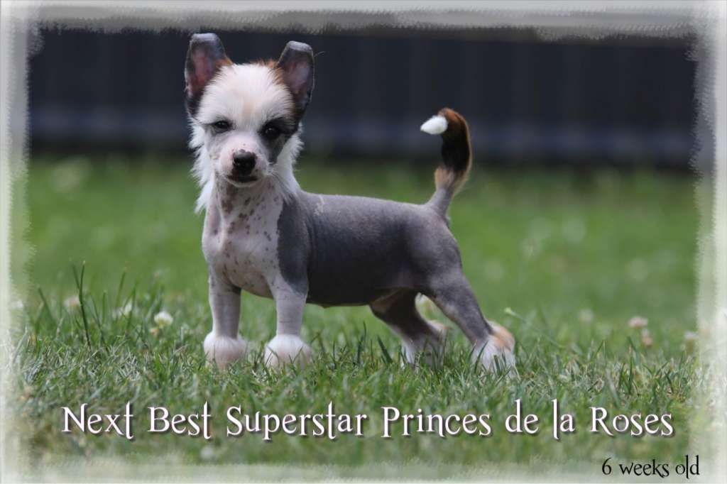 Next Best Superstar Princes de la Roses