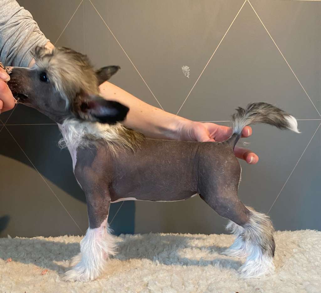 Moelmo's Glitter And Glam