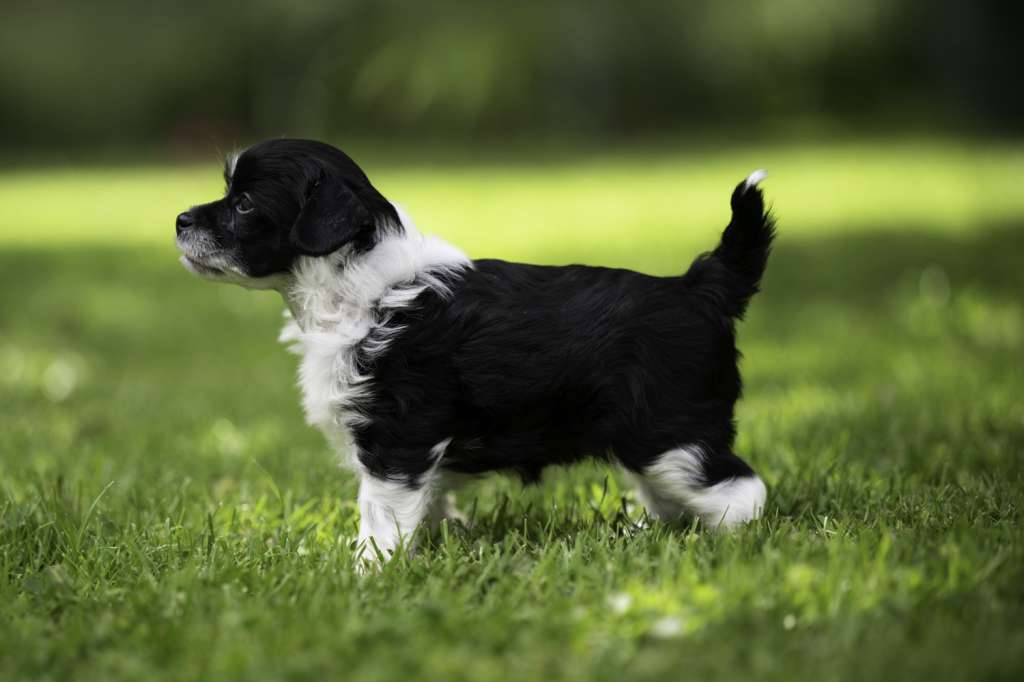 Cute Heartbreakers Aida Spezial Star