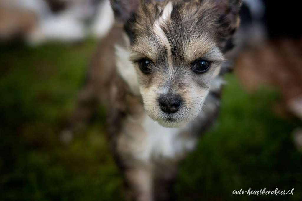 Cute Heartbreakers Amazonas In Love