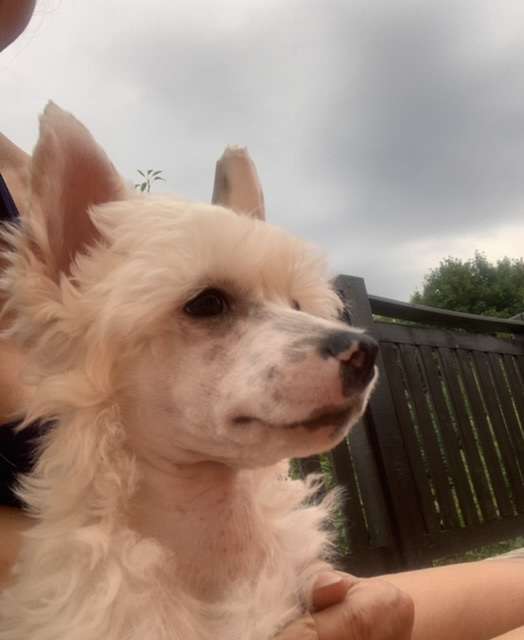 Hidalgo  powder Ankadi