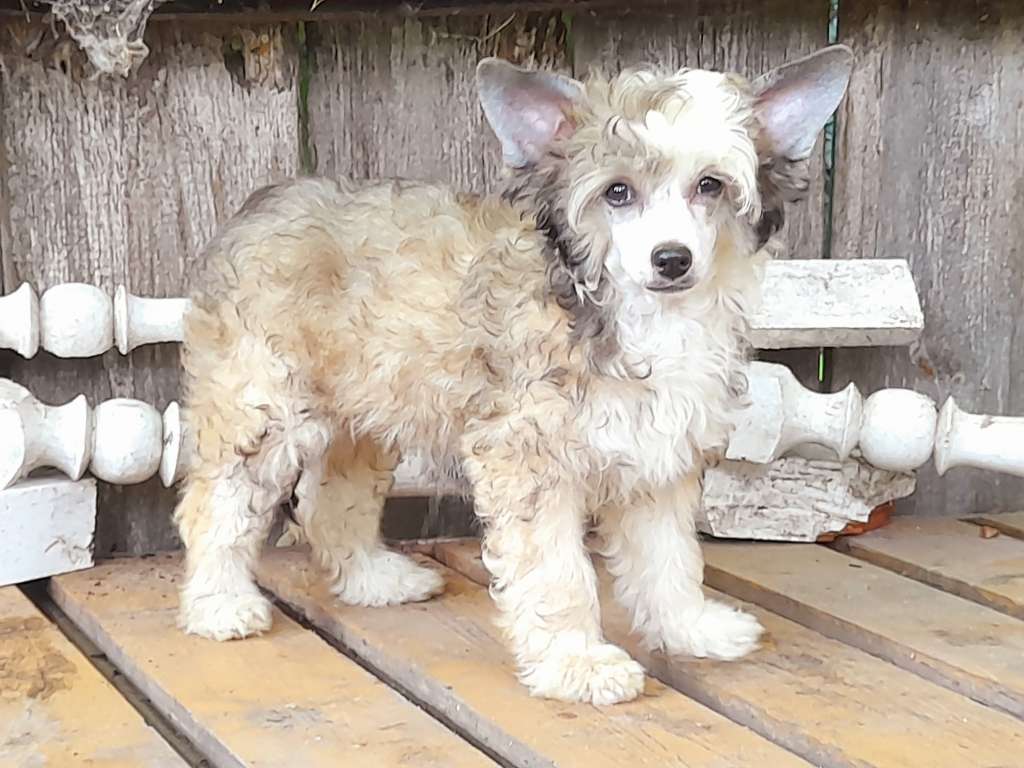 Angel O'Check Raduga-Duga