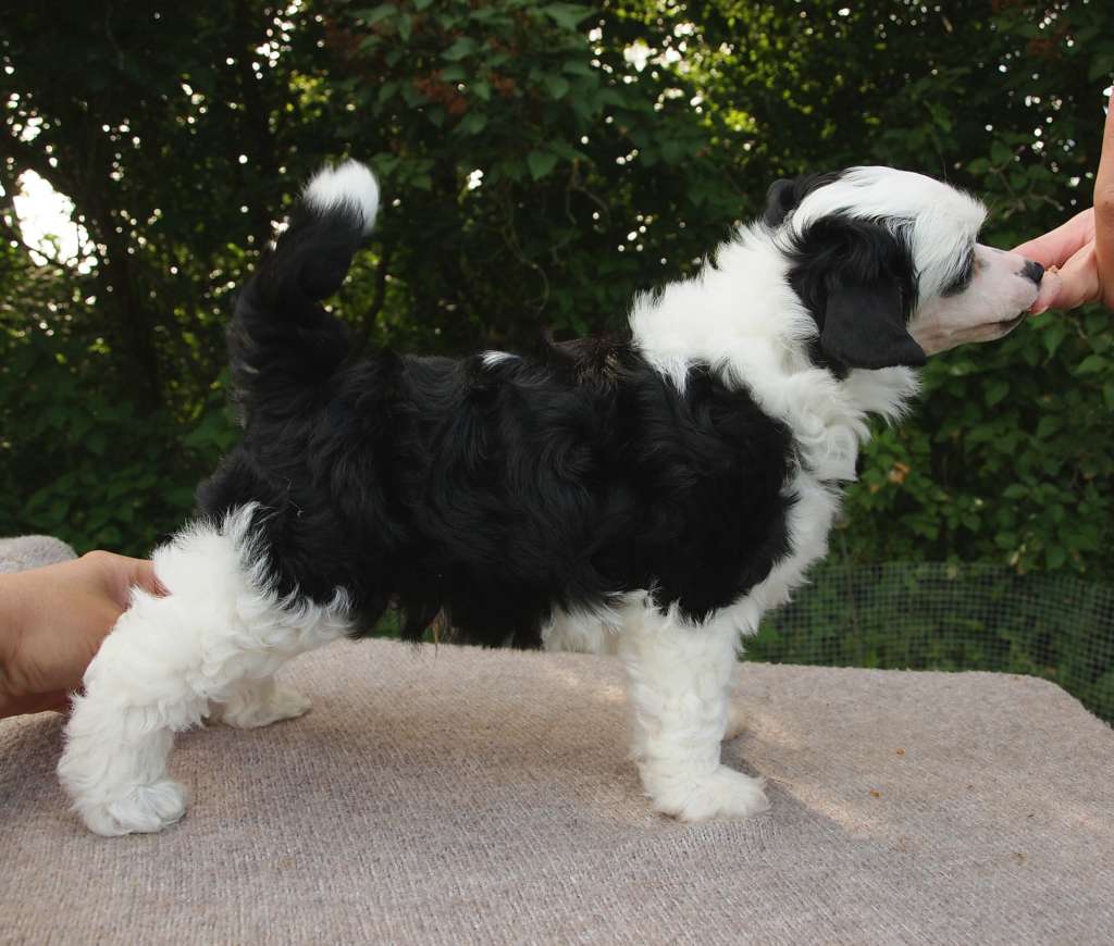 Lusiras Fizzypop Puffcake