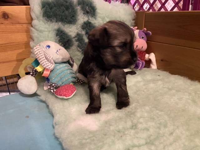 Thunder Of Pastime Paradise