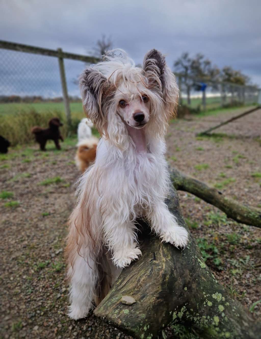 Exxiino's Extra'Ordinary