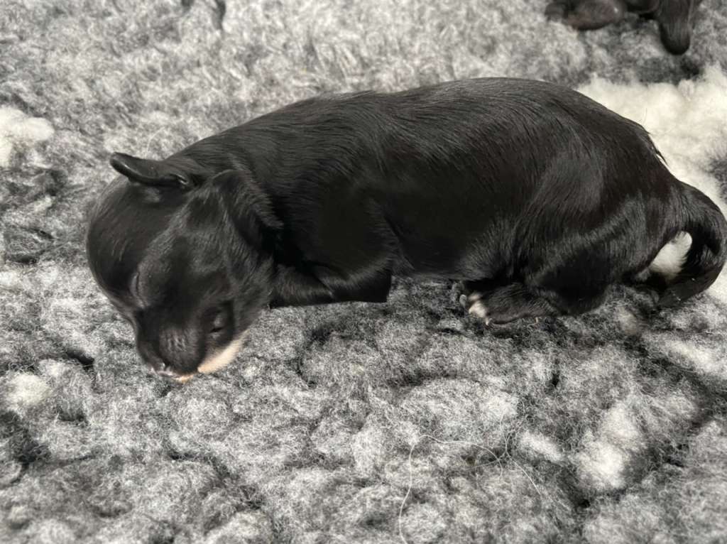 Hottie Tots Joystick Game face