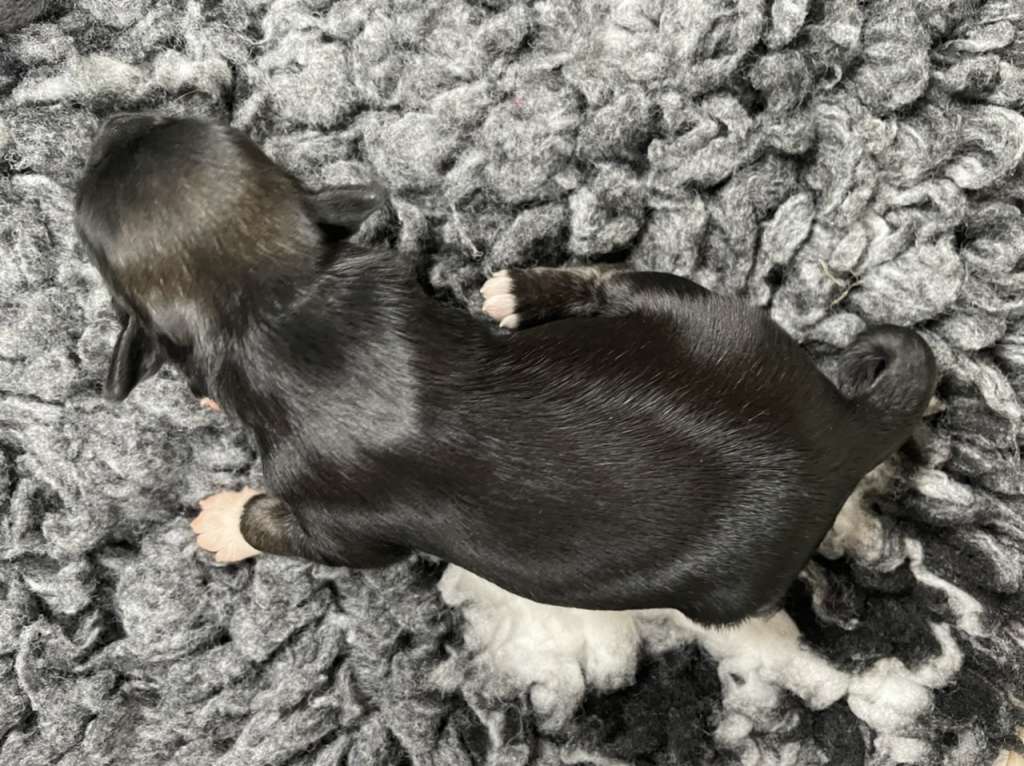 Hottie Tots Jelly Bean sweets