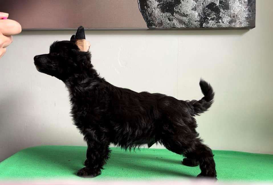 Swerotts Fallen Cupid Carries A Gun