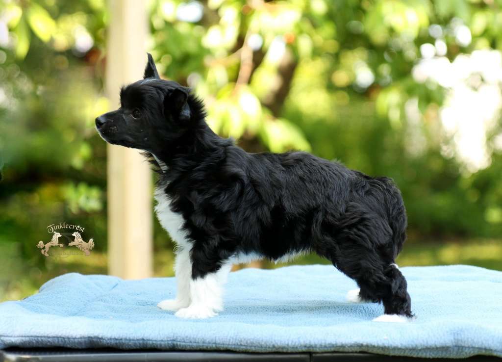 Tinklecrest Forget-Me-Not