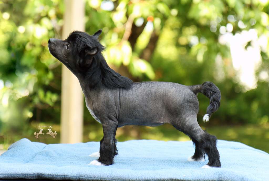 Tinklecrest Fire 'N Ice