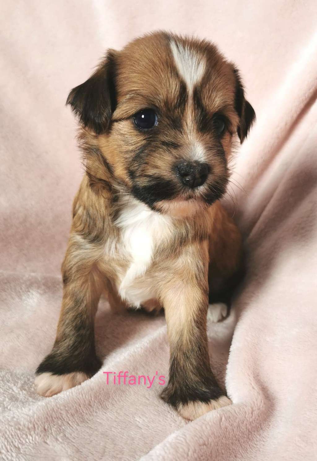 Something Else Tiffany's