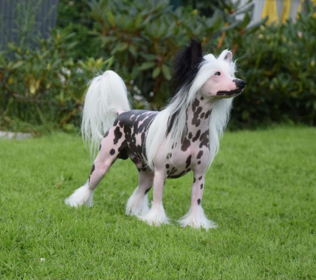 Just an Illusion Winning Smile