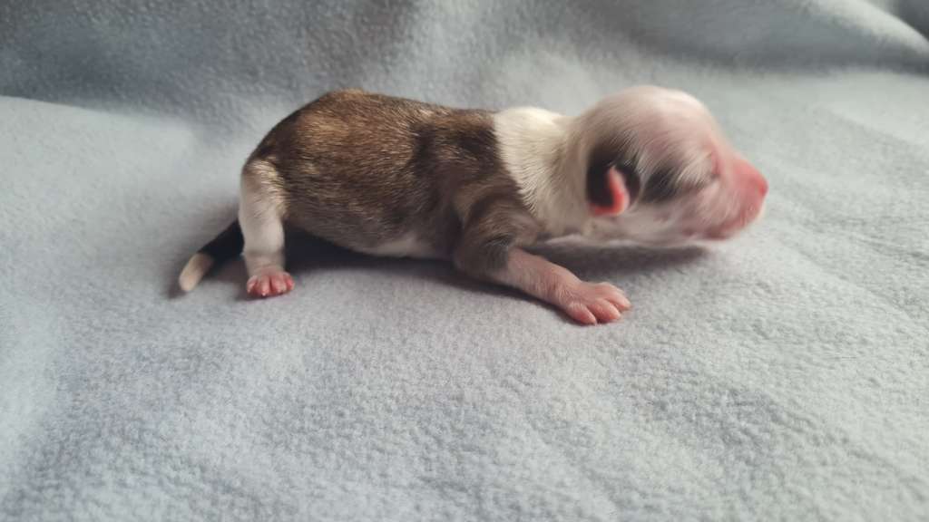 Oro Jackson de Meigas e Trasnos