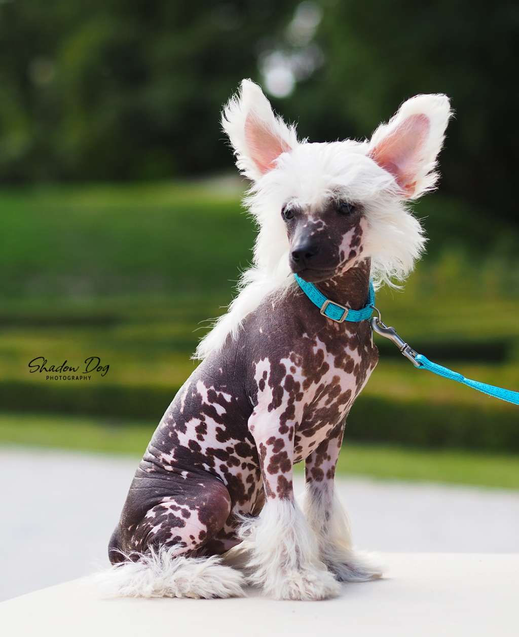 Tsukuyomi Shadow Dog