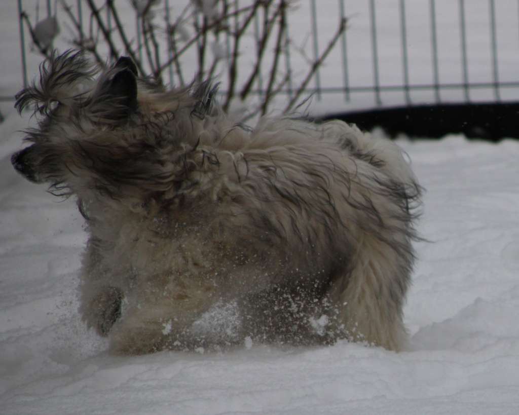Tatsuta-hime Shadow Dog