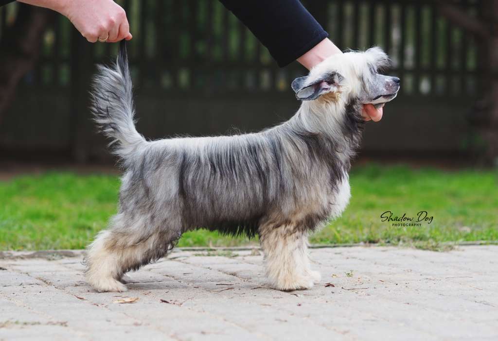 Takiri-bimi-no-mikoto Shadow Dog