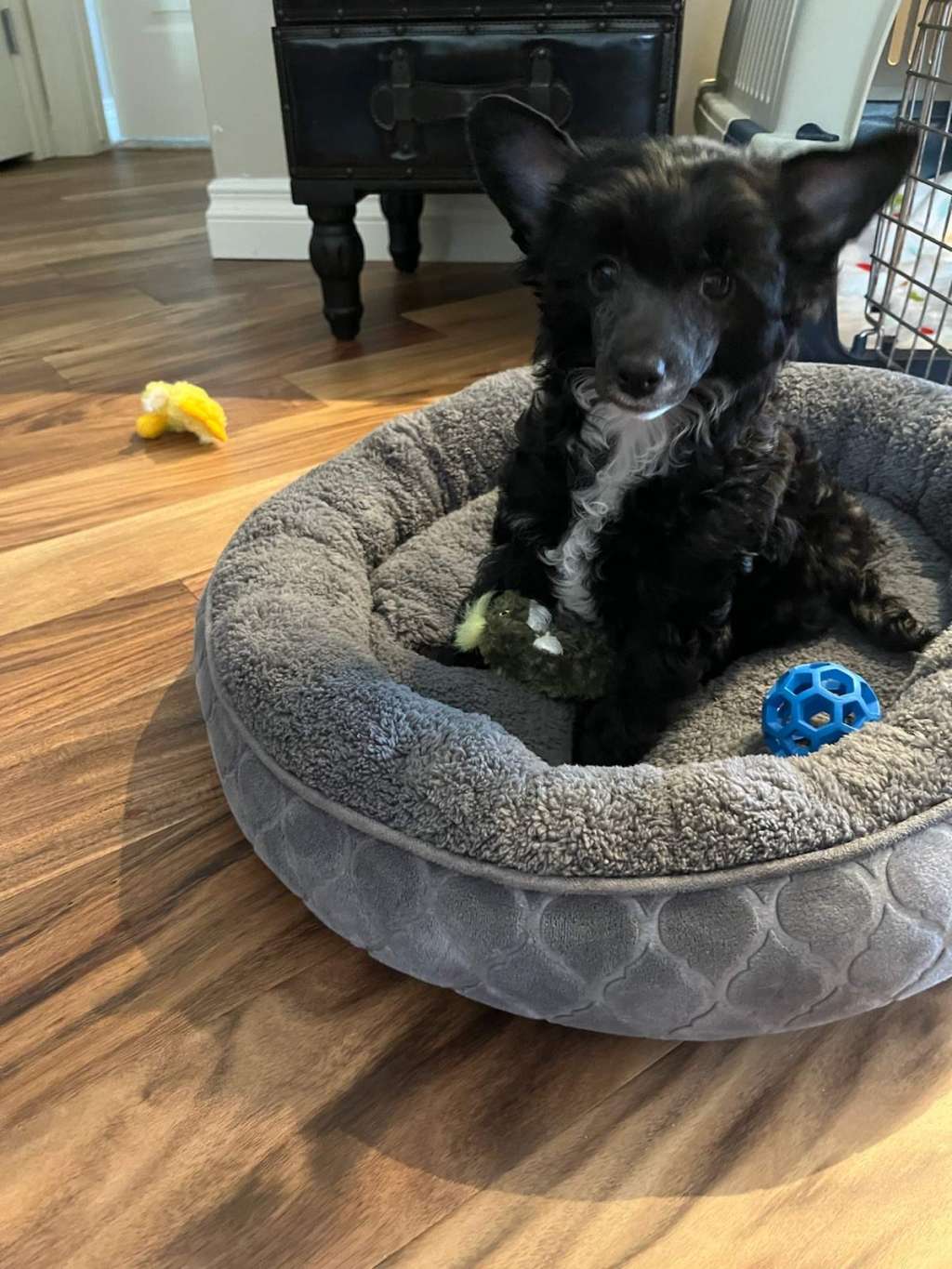 Calindi's I'm an Irish Lady (pending)