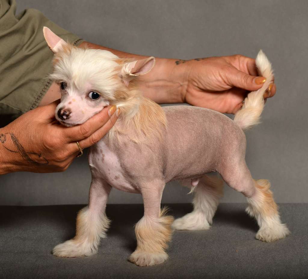 Sun In The Soul Garden Roses