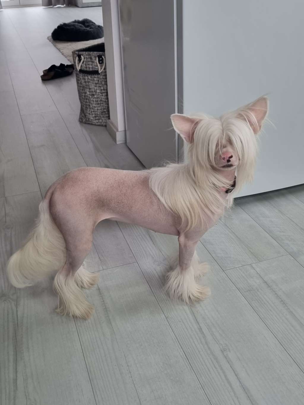 Sheila  Garden Roses