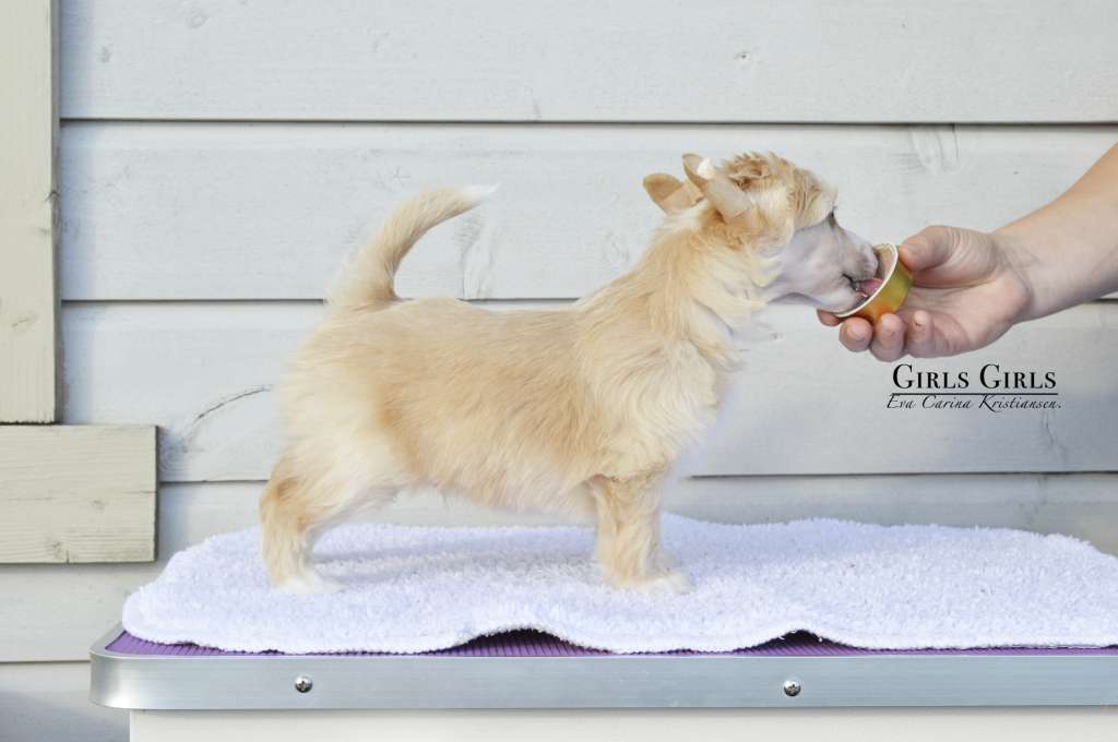 Girls Girls Kristofer Hivju